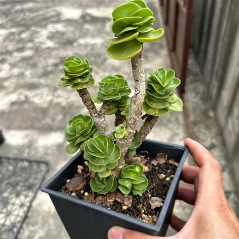 雲葉古木掉葉|雲葉古木照顧指南：養出翠綠繁茂的幸運樹 